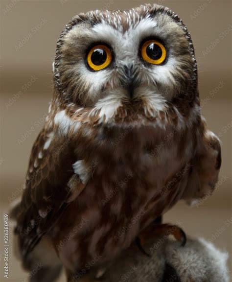 Big Eyed Owl Stock Photo Adobe Stock