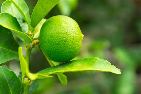 Lime Tree Leaves Top Facts And Tips On Problems