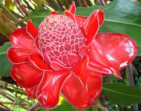 Blok888 Top 10 Most Exotic Flowers In The World 2