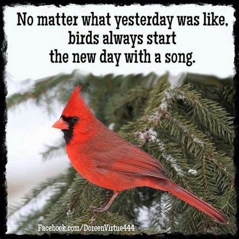 Pin By Sherry Leduc On Good Morning Bird Quotes Cardinal Birds