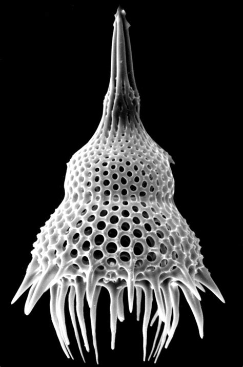 Radiolarian Microscopic Photography Geometry In Nature Patterns In