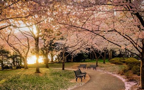 Nature Landscape Park Lawns Bench Trees Sunset Cherry Blossom Flowers