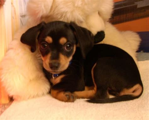 Chiweenie History Temperament Care Training Diet And Pictures