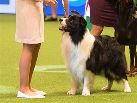 Show Border Collie Herding Tests The Kennel Club