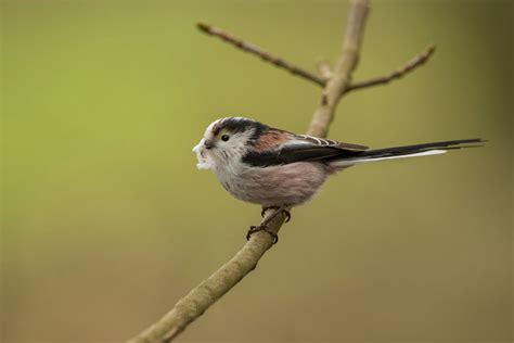 Staartmees Long Tailed Tit Aegithalos Caudatus Flickr