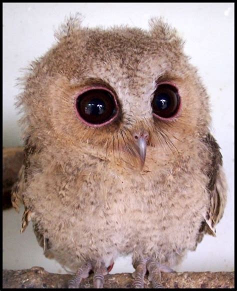 Baby Scops Owl Baby Owls Cute Baby Owl Owl