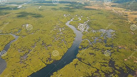 Mangrove Forest In Asia Philippines Siargao Island Stock Photo