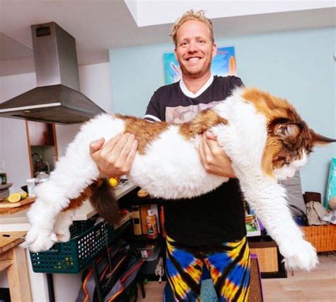 This May Be The Largest Cat In The World And Hes Going Viral