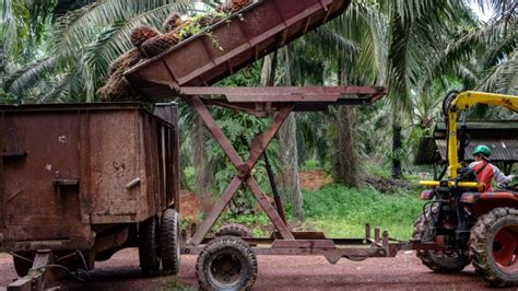 This information is for your education. Polluting Palm-Oil Plantations Have Been Breaking Rules ...
