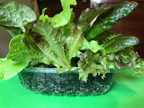 Grow Lettuce Indoors This Winter Simcoe County Master Gardener