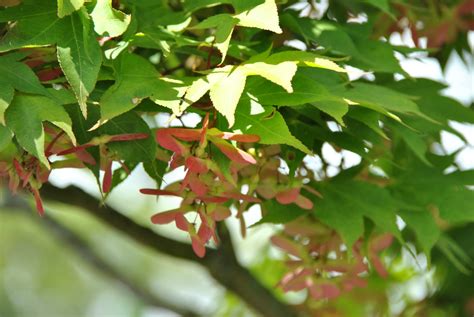 Sharp's pygmy shin deshojo shira red shishigashira shishi yatsubusa suminigashi tamukeyama tobiosho trompenburg Acer palmatum 'Ôsakazuki' | Van den Berk Planteskoler