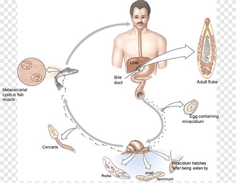 Browse our listings to find jobs in germany for expats, including jobs for english speakers or those in your native language. Diagram Of Liver Fluke With Label - File VidinÄ— KepenÅ³ ...