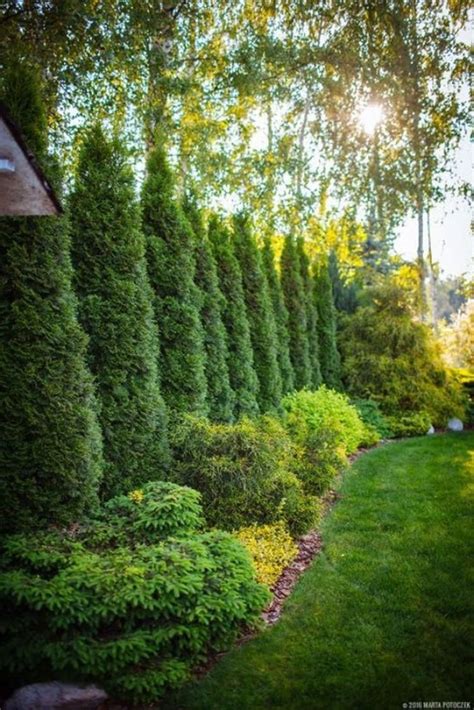 40 Amazing Evergreen Landscape Ideas For Front Yard Garden Large