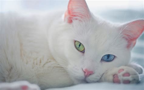 Image White Cat Green Blue Eyes Cats Wiki Fandom