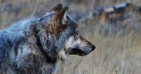 Gray Wolf Killed By Hunter Had Trekked Across West