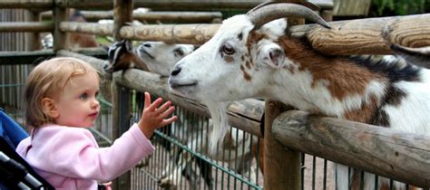 Scout events library shows science fairs. Consider a Petting Zoo Rental for Your Child's Party
