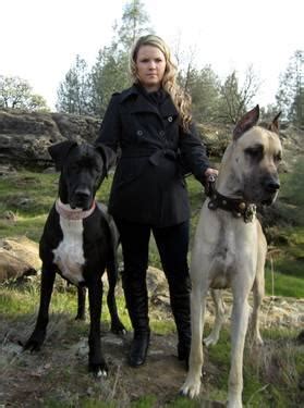 We are now looking for their loving, forever homes. Great Dane Puppies! Ready Now. HUGE Harlequin Male ...