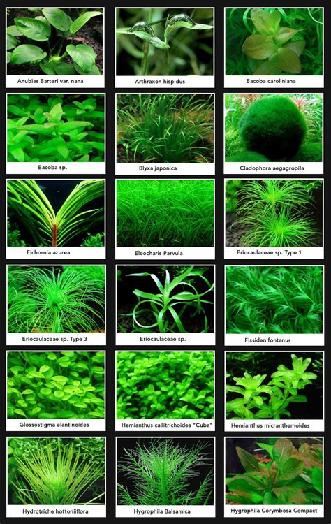Green Plants 1 Plantes Aquatiques Planted Aquarium Poisson Aquarium