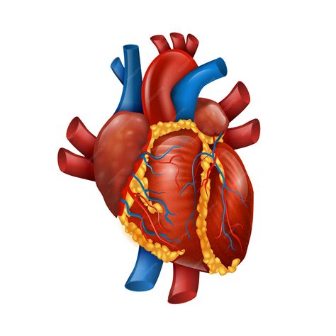 Corazón Humano Realista 3d Sano Vector Premium