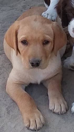 Welcome to our california teacup puppies information page. Akc Reg (big) English Yellow Lab Puppies Are Here 2018 ...