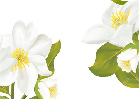Background Putih Bunga Latar Belakang Elegan Bersih Anggun Bersih
