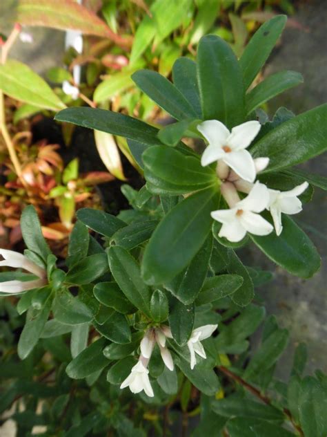 Sericea, and is still quite rare. Daphne x transatlantica Eternal Fragrance = 'Blafra' (PBR)