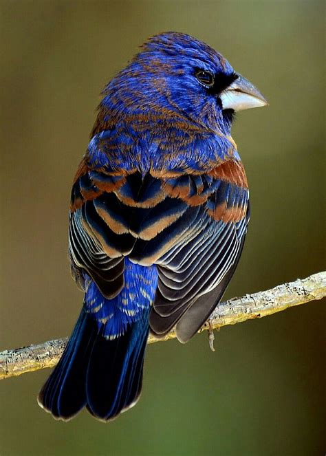 Blue Guiraka North American Song Bird Pet Birds Wild Birds Birds