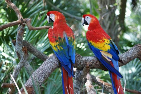 Macaw Red Parrot Free Photo On Pixabay Pixabay