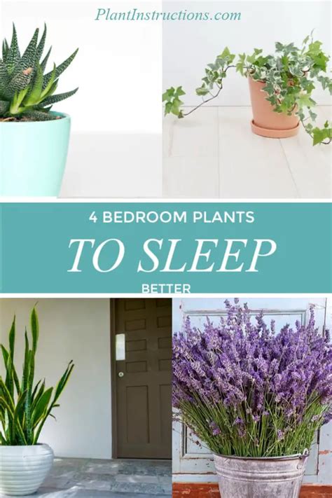 4 Best Bedroom Plants That Can Help You Sleep Better Plant Instructions