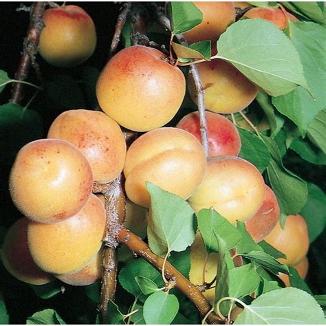 Waimea nurseries produce a large variety of dwarf fruit trees that will suit your gardening needs. 3.58-Gallon Moorpark Dwarf Apricot Tree (L5152) at Lowes.com