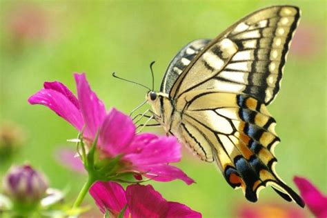A Close Up Of A Butterfly On A Flower With Pink Flowers In The Foreground