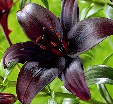 Midnight Mystery Asiatic Lily Blooming Size Bulb For Beautiful Flowers