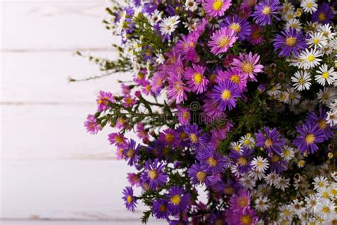 Bouquet Of Colorful Aster Flowers Stock Photo Image Of Morning Aster