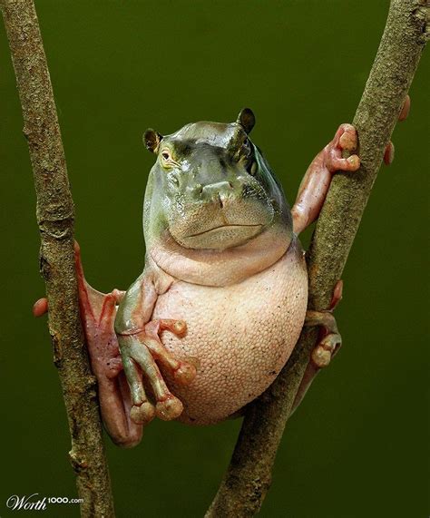 Pin By Stephen Fitch On Frog City Photoshopped Animals Animal