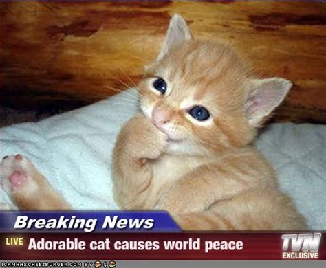 Cat Make Peace Image Cat Lovers Mod Db