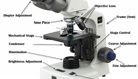 Microscope Parts And Use Worksheet Answers