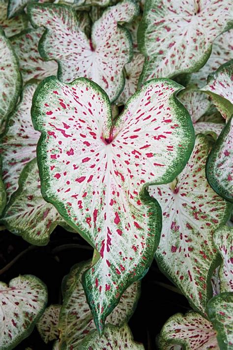 Plants growing in pots will probably be in the annuals or outdoor tropical plants section, or mixed in with the shade plants. 5th and state: How to add IMPACT to your Gardens