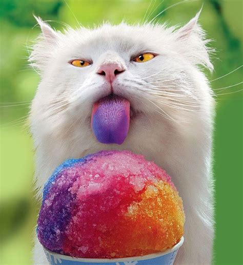 Adorable Cat Licking Off Colorful Ice Cream Cute Animals That We All