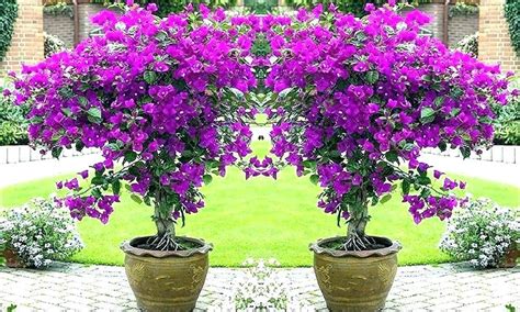 Jinx Ultimate Miniature Flowering Trees For Pots Small Trees For