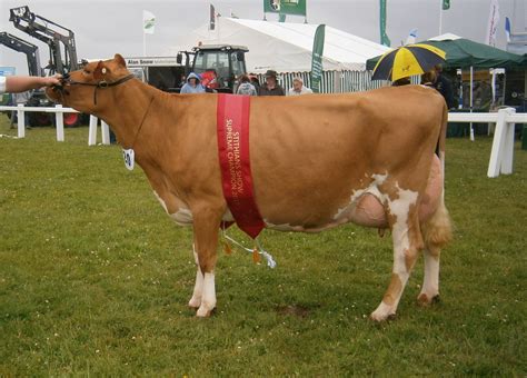 Guernsey Interbreed Success At Stithians Show English Guernsey Cattle