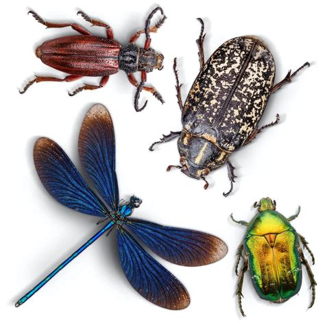 Insects That Breed In Your Drain Capital Plumbing Gold Coast
