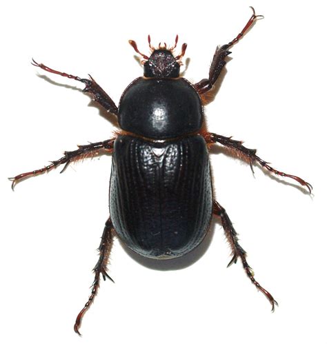 Stag beetles are shiny brown or black, usually quite large, and have pronounced mandibles that are smaller in the females. Arizona: Beetles, Bugs, Birds and more: Beetle Parties
