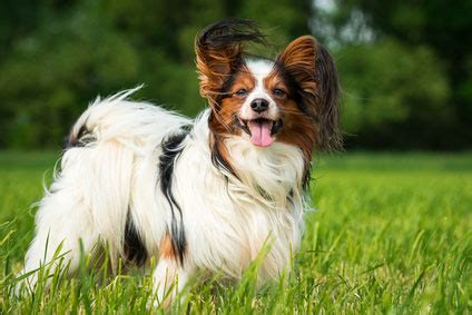 Papillon - Charakter - Wesen | Hunde-fan.de