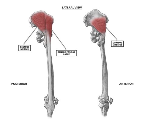 Crossfit Hip Musculature Part 3 Lateral Muscles