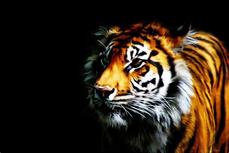 Tiger Backgrounds Pictures Wallpaper Cave