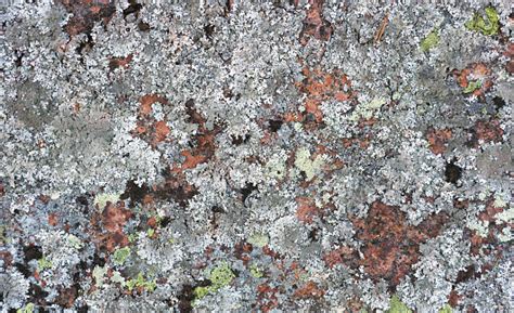 Granite Rock Covered With Lichen In Many Colors Sizes And Forms And