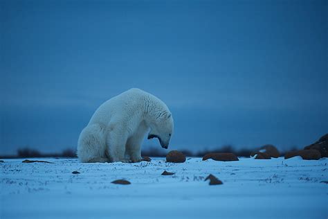 Polar Bear Yawning At Twilight Sean Crane Photography