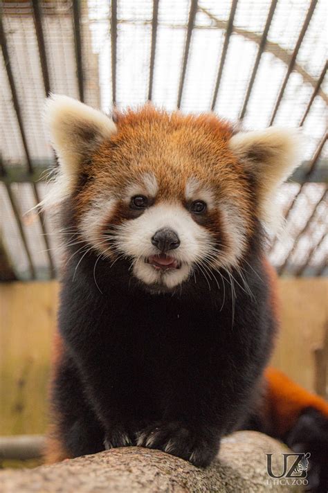 Utica Zoo To Celebrate Red Panda Weekend Daily Sentinel