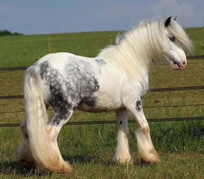 rare horse breed