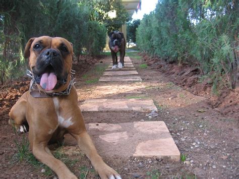 Boxer | GreatDogSite in 2020 | Dog ages, Boxer, Best dogs